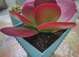 نبتة الخد الجميل