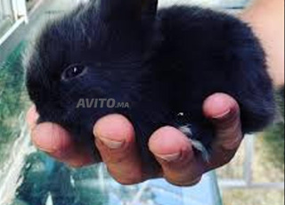 lapin petit taille