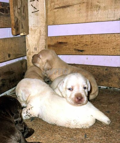labrador retriever 