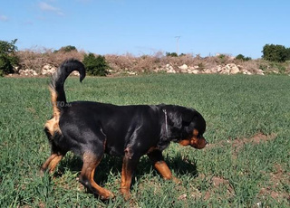 rottweiller pedigre 