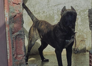 Presa canario femel