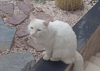 donation gratuite d'une chatte