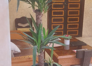 Riyad,appartement, terrasse et balcon