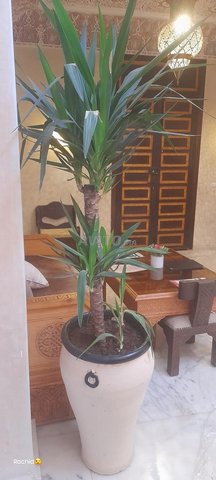 Riyad,appartement, terrasse et balcon