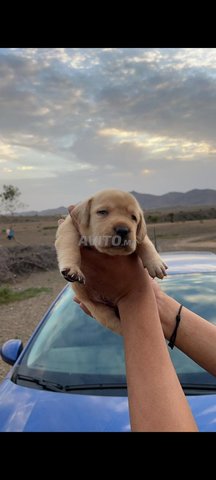 labradors sablée 