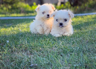 Bichon maltais (puppy toy)