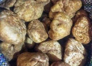 Truffes  ترفاس أبيض فطر