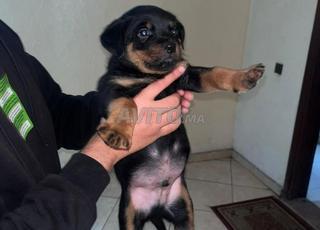 chiots Rottweiler 1.4 mois