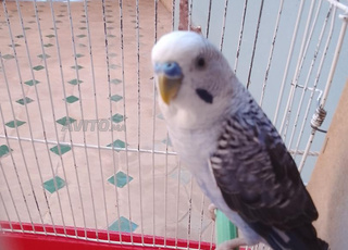 طيور أليفة وجاهز للبيع 