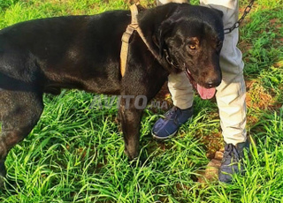 Magnifique Labrador Pure Race – Grand Gabarit