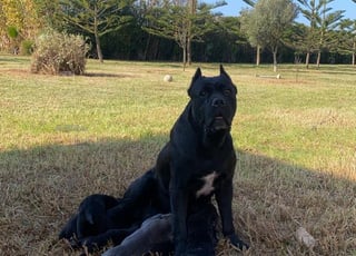 Chien cane corso a vendre