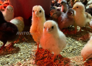 كتاكيت خليط السلالات 