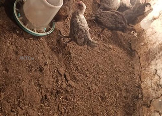 طريق الجديدة بوشان