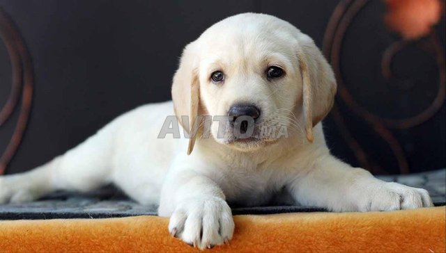 labrador retriever 