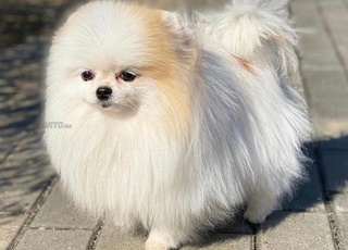 spitz pomeranian 