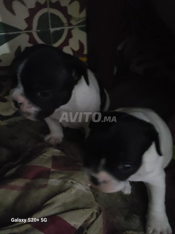bouledogue français 