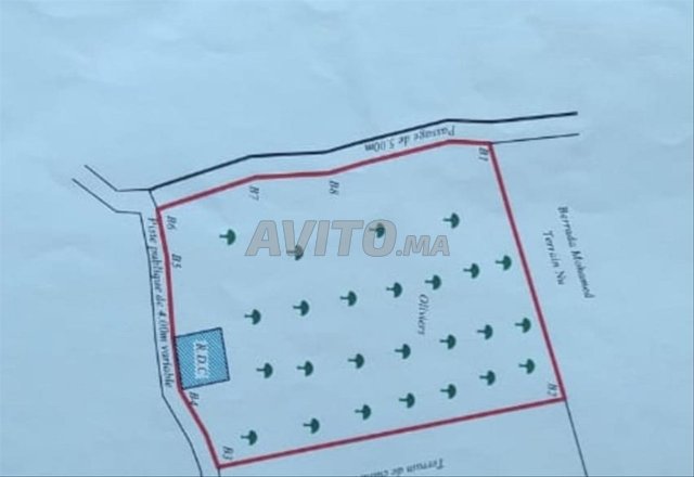 5000m a Sidi Abdalah Ghiat