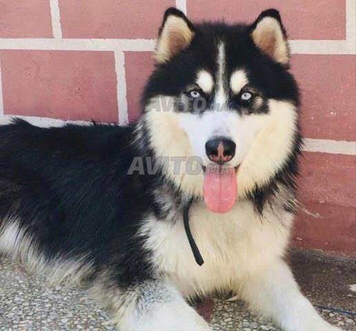 Husky à prendre