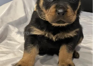 chiots rottweiler