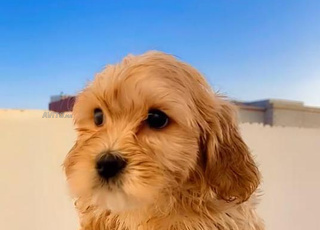 chien caniches bichon race pure , âge 1 mois