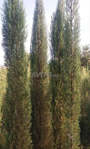 أشجار السرو العمودية 3 أمتار