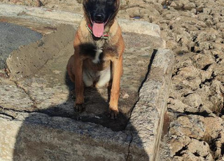 malinois femelle 