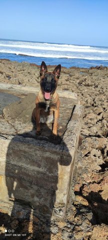 malinois femelle 