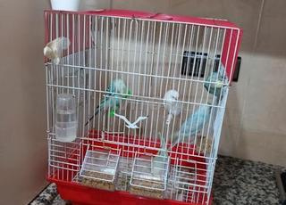 Couple perruche et 3 bébé perruche 