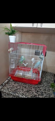 Couple perruche et 3 bébé perruche 