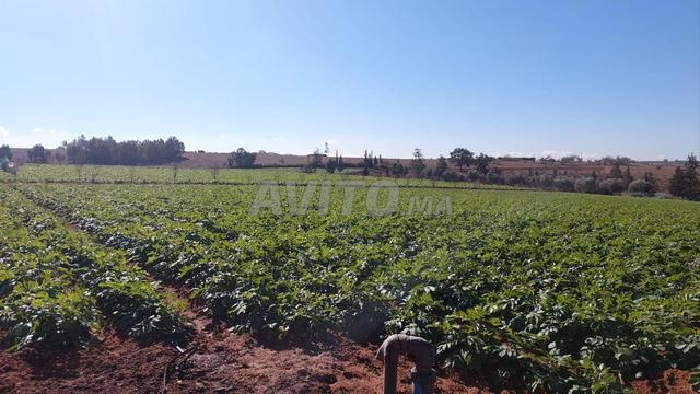 Ferme titre 25000m2 Arjat salé