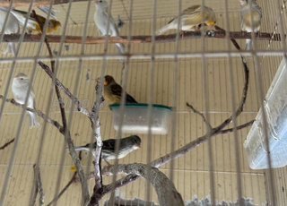 oiseaux canari satine opal