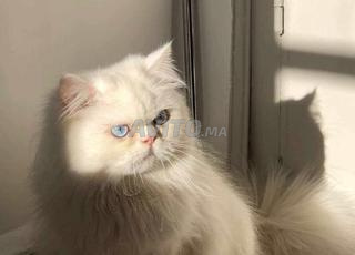 Persan chinchilla 7 mois