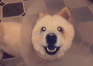 chow chow 