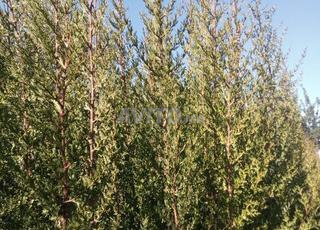 سرو بطول 2 متر إلى 2.5 متر