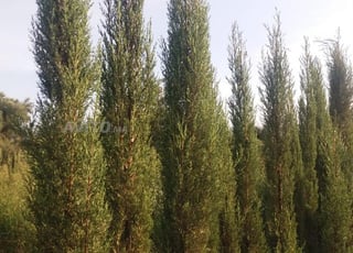 Cyprès bougie 3 mètres