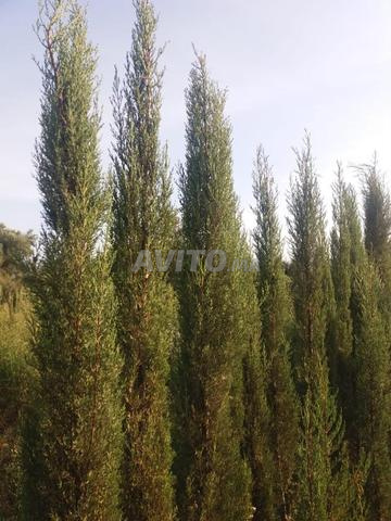 سيبري شمعة 3 متر