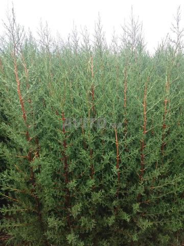 سيبري 1 متر 10 إلى 1 متر 50