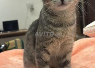 chat femelle vaccinee vermifugee 