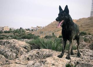 Malinois Hollandais