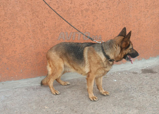 سلا حي واد ذهاب