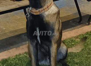 Malinois 10 mois