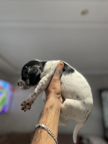 À vendre  Chiot Pointer Anglais mâle ✅✅✅