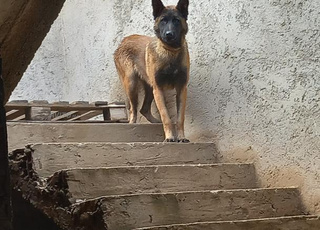 Malinois Mâle