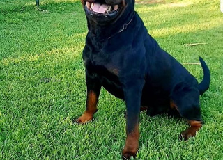 rottweiler chien