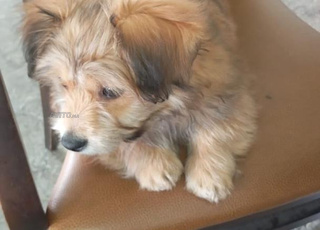 bichon havanais 3 mois