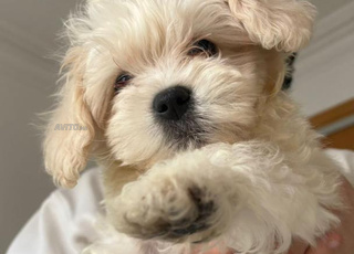 BICHON MALTAIS 4 MOIS 