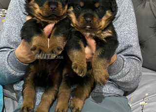 chiot rottweiler 