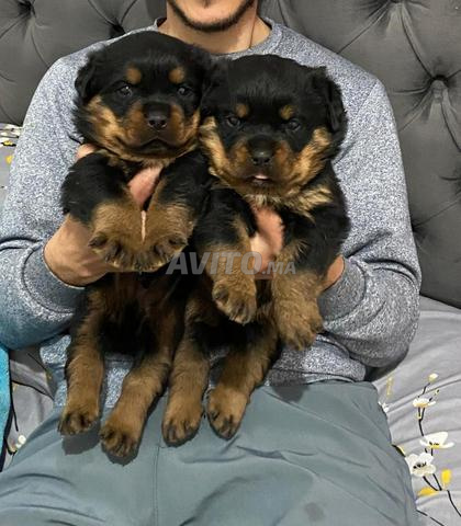 chiot rottweiler 