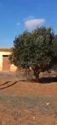 ارض 2خدامةً 2300متر واسطبل 5كم من تيفلت