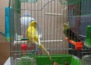 طائر بيريش نورمال